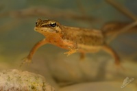 Colek obecny - Triturus vulgaris - Smooth Newt 1092